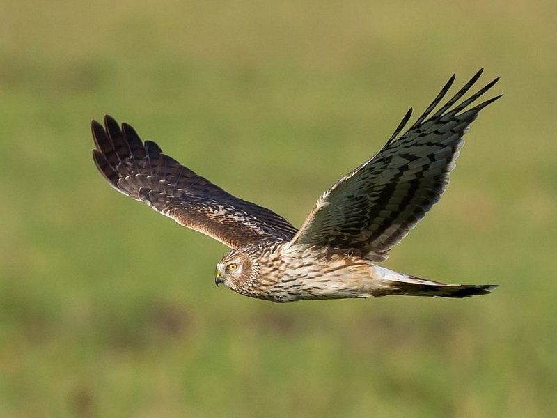 February 2017: Rye Harbour Nature Reserve Sightings